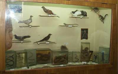 Zoology Gallery (including botanical specimens)
